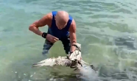 Se lanza al mar y salva a un águila de morir 