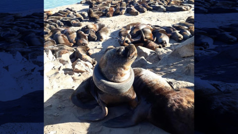 Hallan lobo marino con llanta atorada en el cuello en Argentina