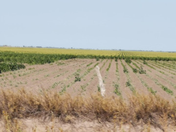 Escasez de lluvia afectará a gremio agricultor y ganadero