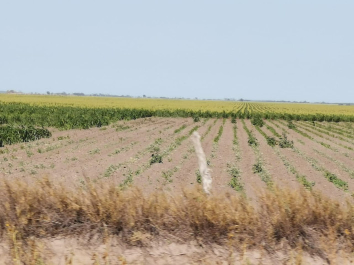 Escasez de lluvia afectará a gremio agricultor y ganadero
