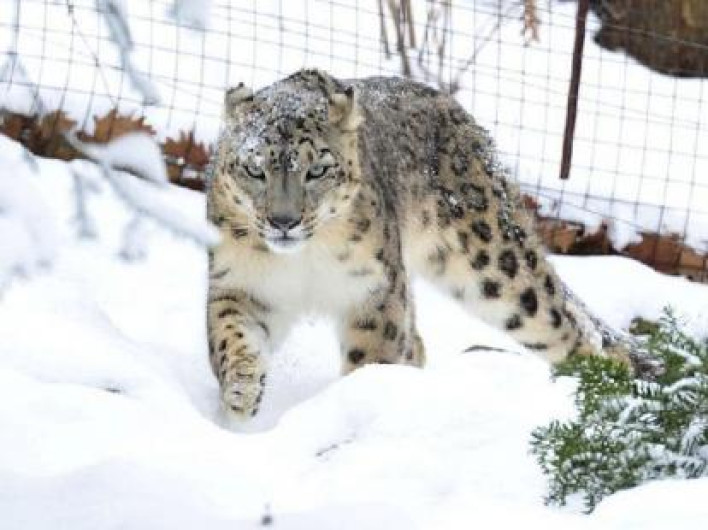 Informan que un leopardo de las nieves da positivo a Covid-19
