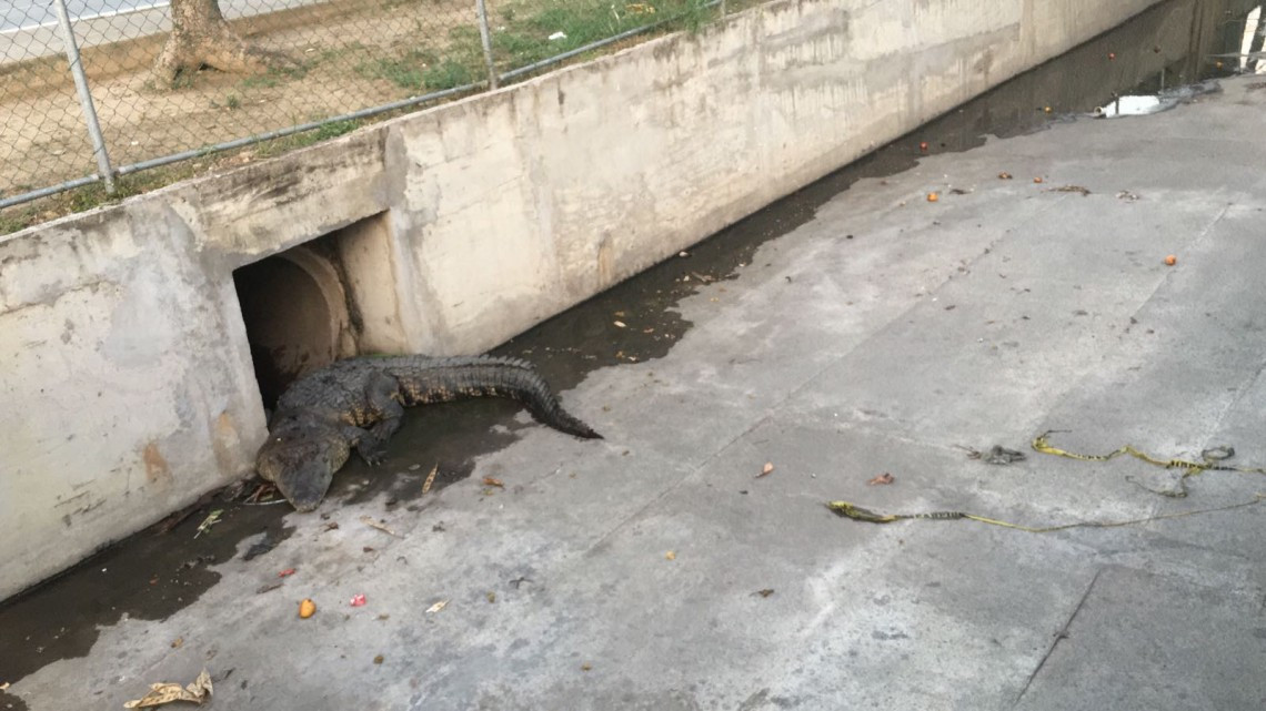 Aparece cocodrilo en canal a cielo abierto 