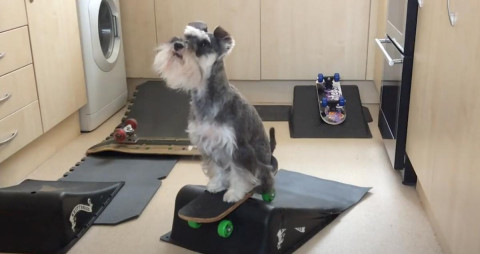 La Schnauzer miniatura que monta en monopatín