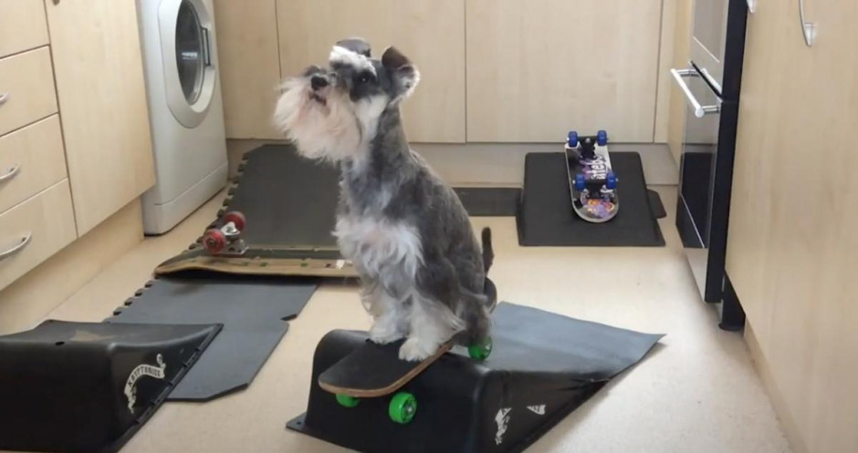 La Schnauzer miniatura que monta en monopatín