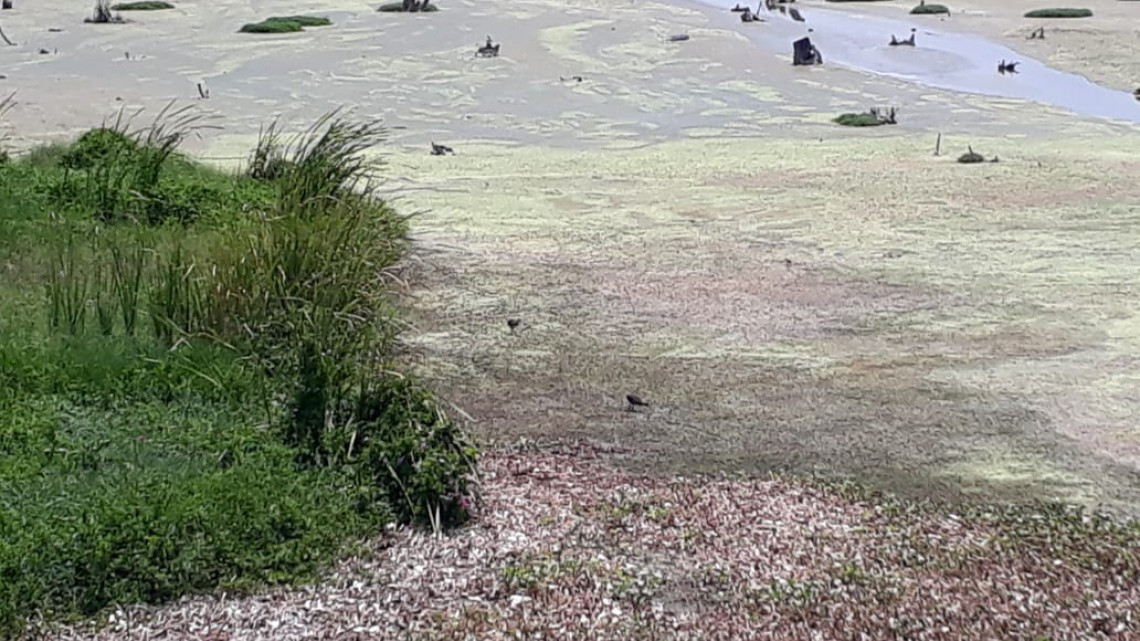 Lagunas comienzan a secarse por falta de lluvias