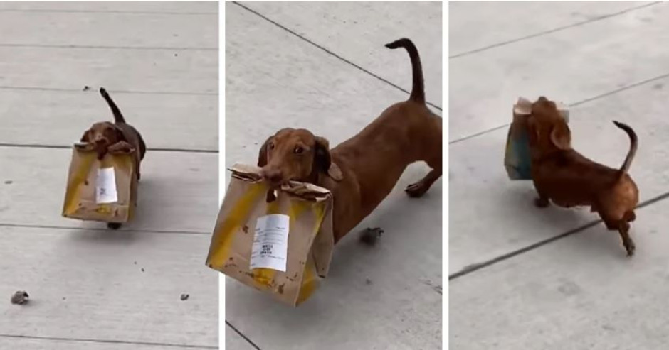 ¡El mejor amigo del hombre! Perrito sale en busca de comida para su dueña