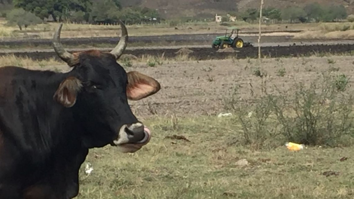 La deforestación afecta más de la mitad de las tierras en la zona sur de Tamaulipas.