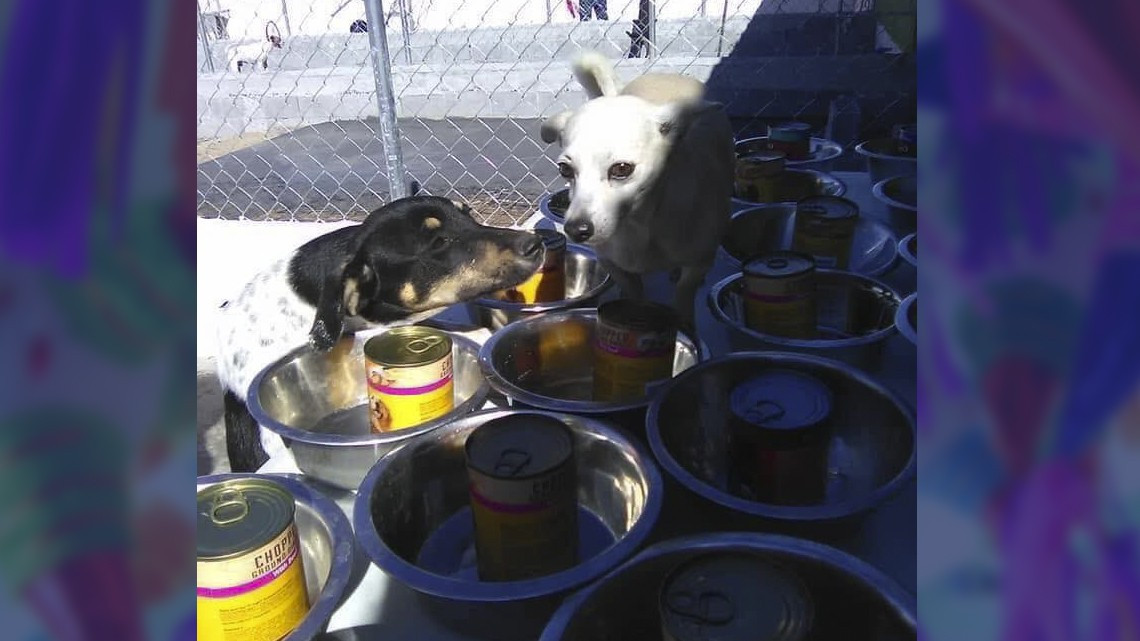 Ofrecen posada para perritos callejeros en Matamoros