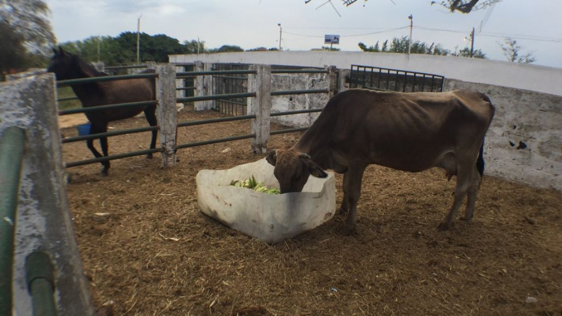 Sector agrícola y ganadero preocupados por falta de lluvias