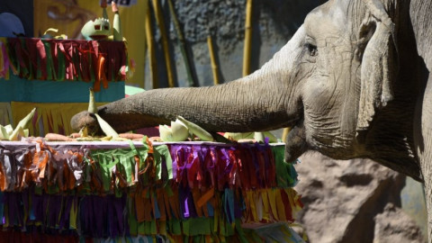 Elefanta festeja sus 57 años con pastel de 105 kg