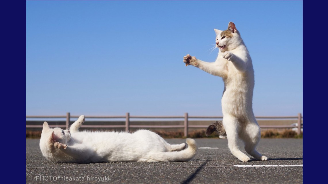 Estos gatos no son ninjas, pero lo parecen
