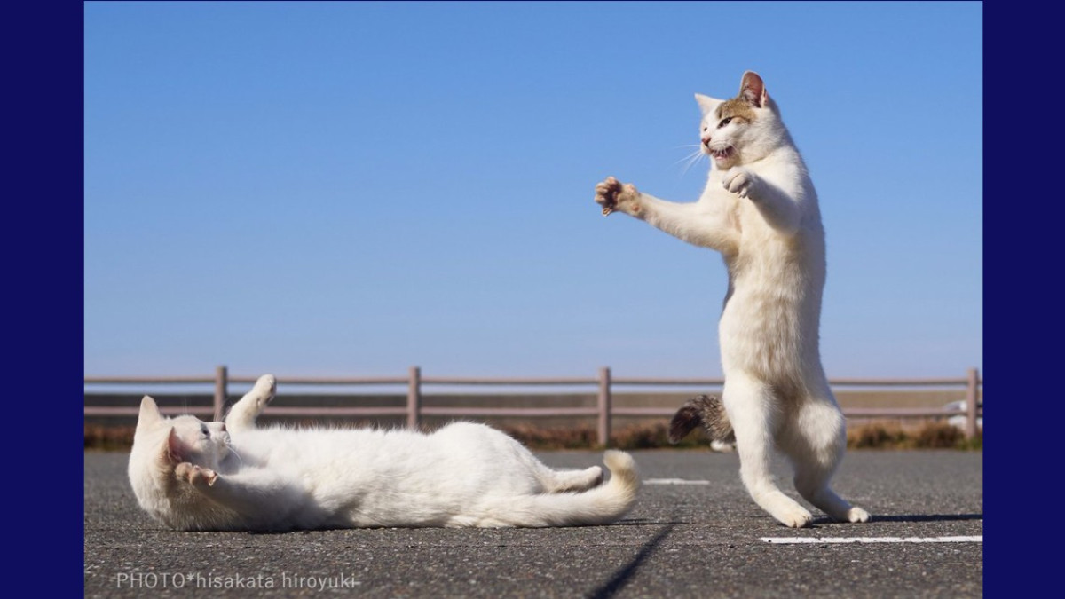 Estos gatos no son ninjas, pero lo parecen