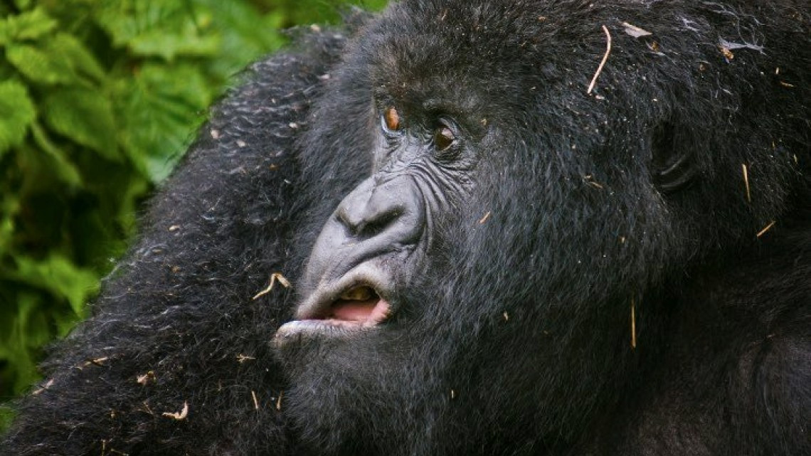 Animales como nunca los habías visto 