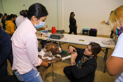 Realizan por primera vez en Reynosa Brigada a favor de más de 550 mascotas 