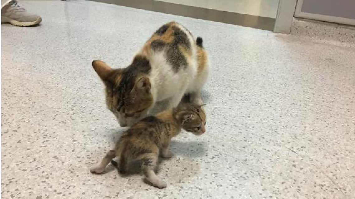 Gatita lleva a su cría enferma al hospital