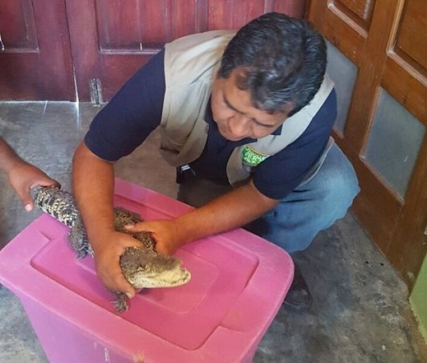Entregan a PROFEPA cocodrilo encontrado en bulevar Colosio