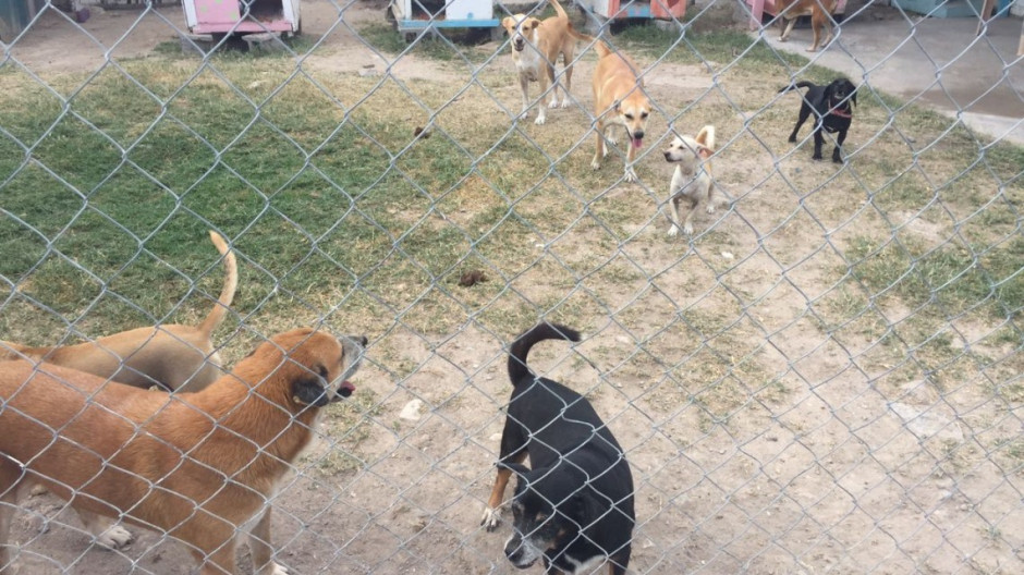 Más de 50 perros podrían ser echados a la calle
