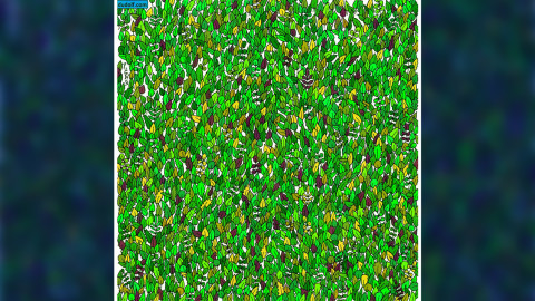  ¡Hay una RANA escondida entre las hojas! ¿Puedes encontrarla?