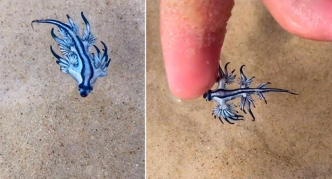 Joven juega con un dragón azul sin saber su peligro 