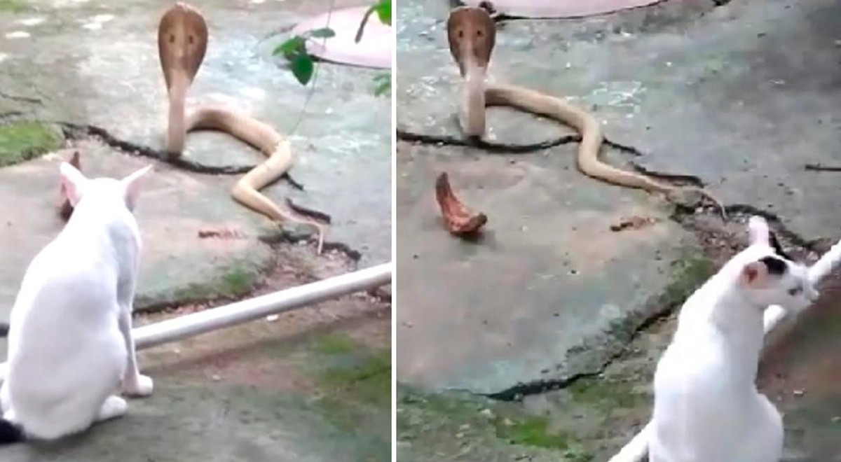 Valiente gatito se enfrenta a una cobra