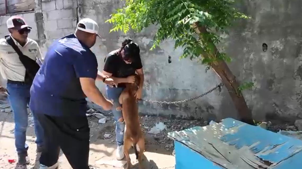 Atiende Gobierno Municipal a mascotas afectadas por la emergencia en Reynosa 