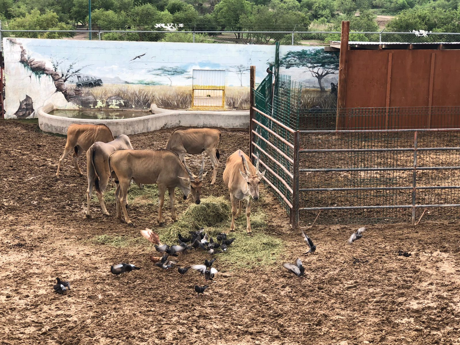En lo que va del 2021, el Zoológico de Nuevo Laredo ha registrado 22 nuevos nacimientos