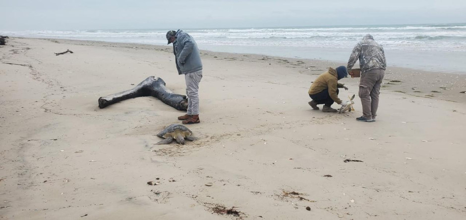 Rescata Comisión de Parques 40 tortugas verdes en playas