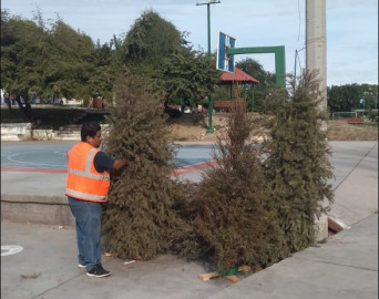 Instalan centros de acopio para pinos navideños  en Tampico