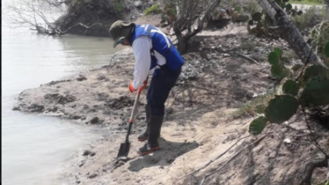 Cinco mil plántulas más de mangle en la laguna madre y delta del Río Bravo