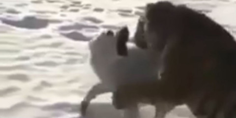 Así es como terminó el encuentro entre un perro y un tigre