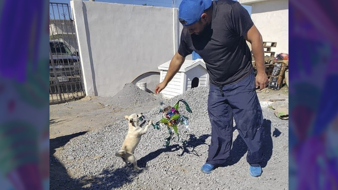 Ofrecen posada para perritos callejeros en Matamoros