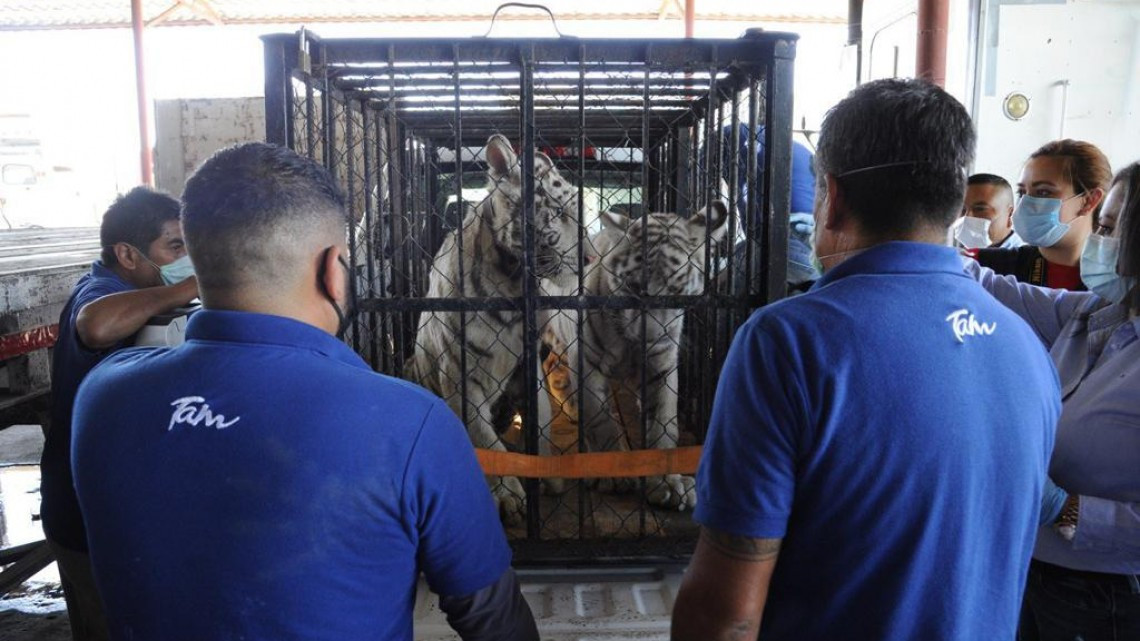 Trasladan a Zoológico los tigres asegurados a presuntos delincuentes de Matamoros