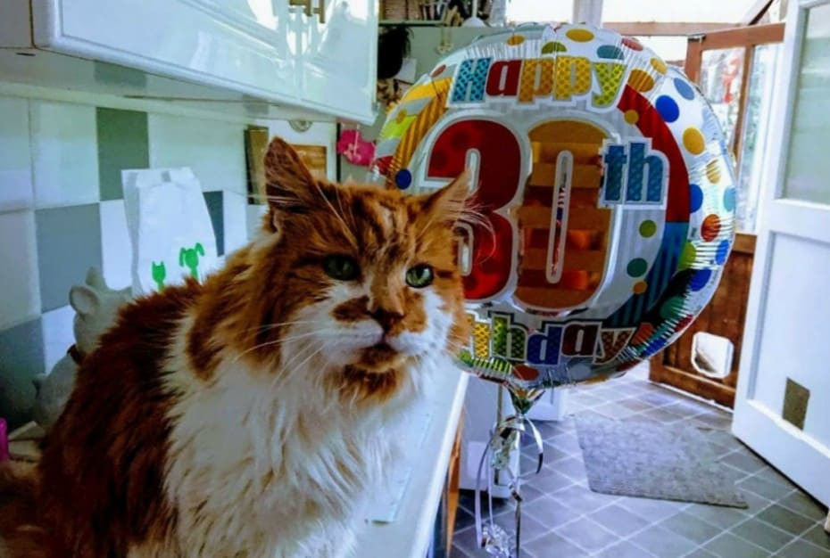 Este gatito cumplió ¡30 años!