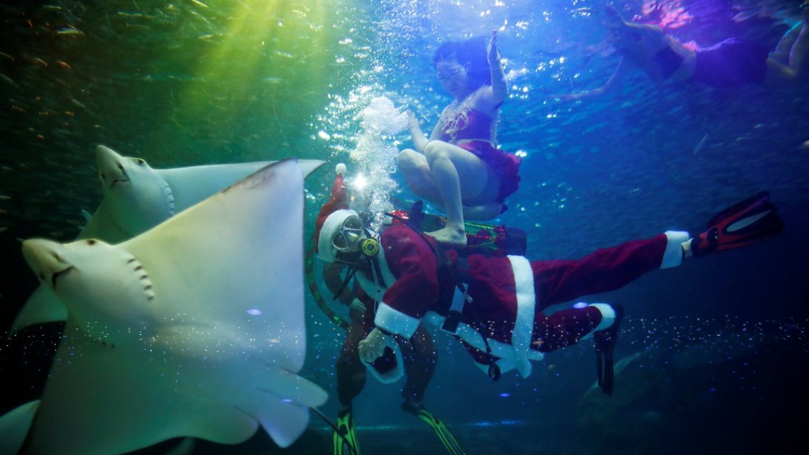 Buzos disfrazados de Santa brillan en acuarios del mundo