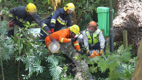 Reportan 13 muertos y 50 heridos tras caída de árbol en Madeira