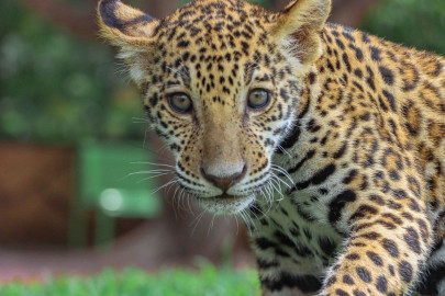 Canalizará Comisión de Parques cachorros de jaguar donados a la Biósfera El Cielo