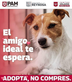 Promueve Alcalde Carlos Peña Ortiz la adopción de mascotas