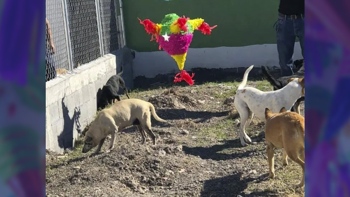 Ofrecen posada para perritos callejeros en Matamoros