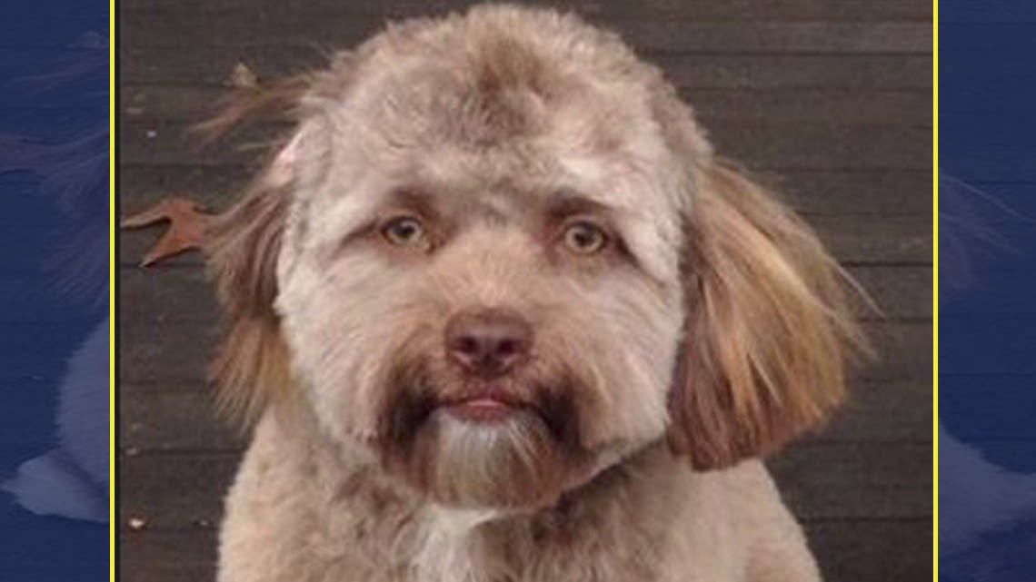 ¿Un perrito con cara de humano?
