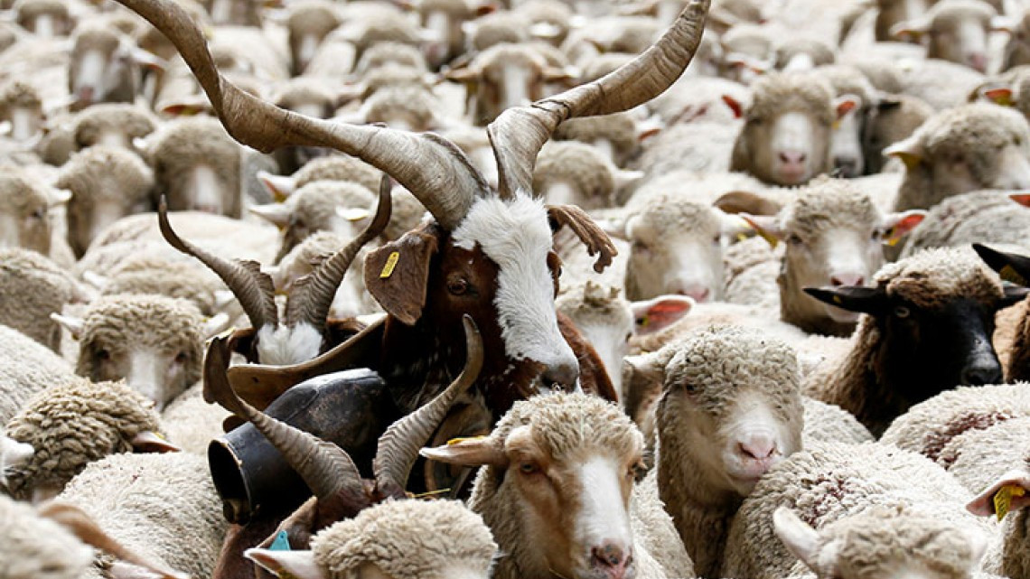 Ovejas invaden las calles de Lyon