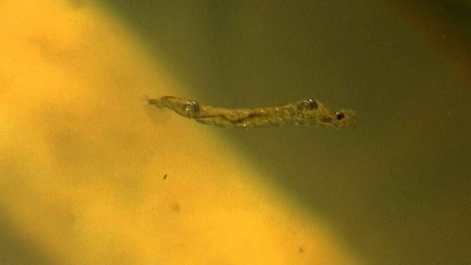 Larva de mosca emite gases de efecto invernadero, revela estudio