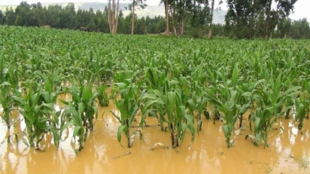Productores agrícolas de la región siguen sumando pérdidas por las pasadas lluvias