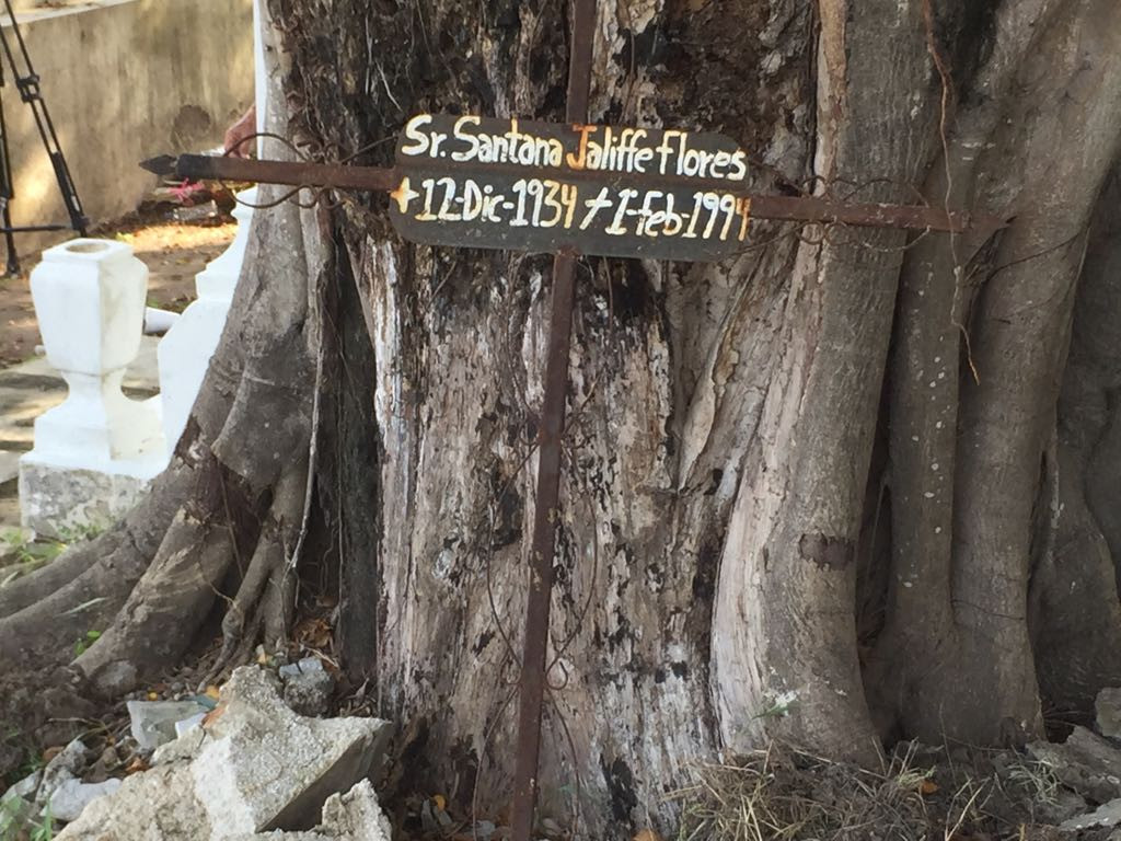 Piden derrumbe de árbol que destruye tumbas