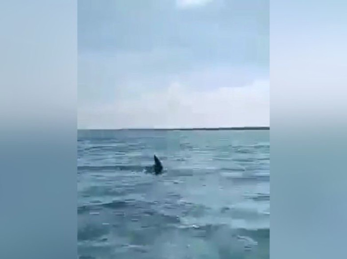 Tiburón asusta a familia mientras paseaban en lancha