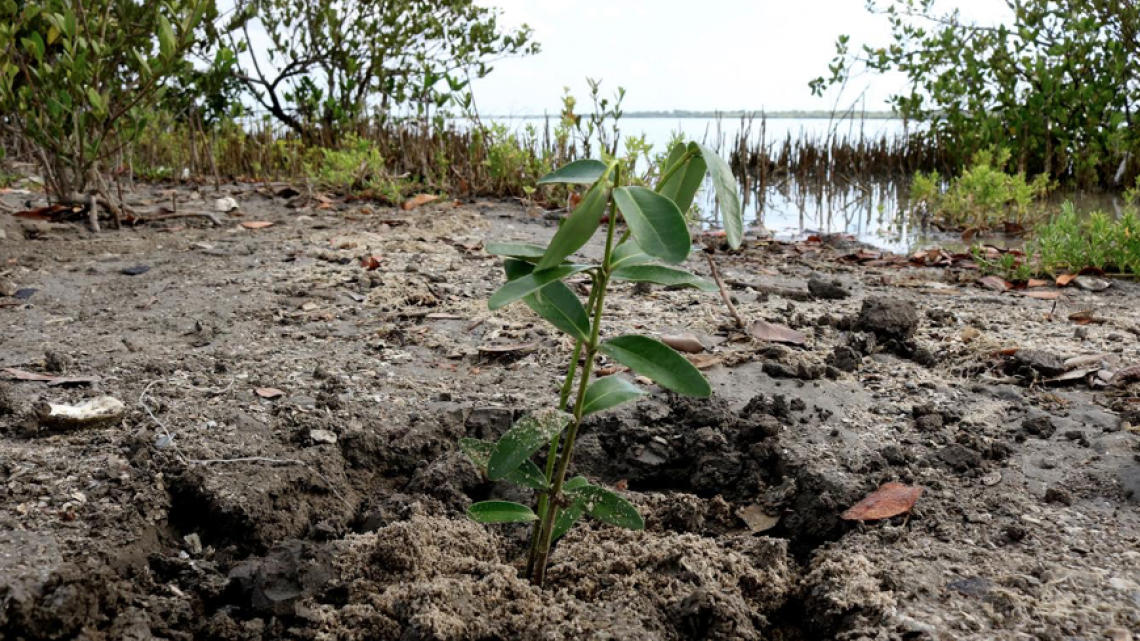 Gobierno de Tamaulipas concientiza sobre conservación del medio ambiente