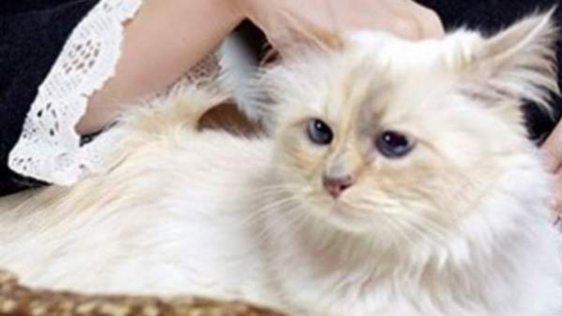 Choupette, la gata que heredará la fortuna de Karl Lagerfeld 