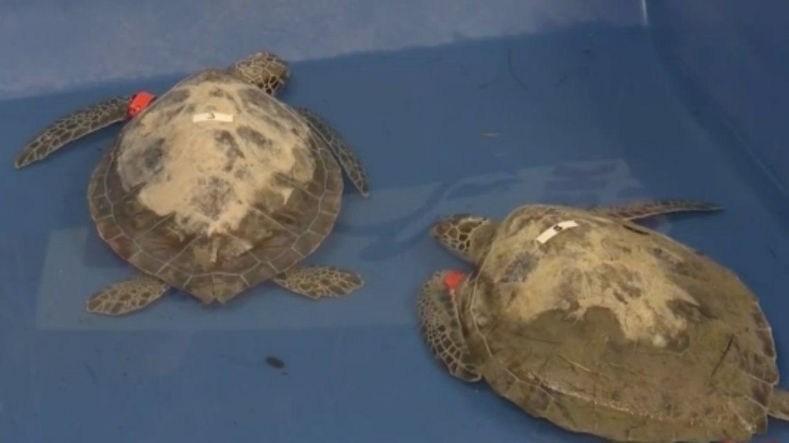 Rescatan a tortugas marinas por bajas temperaturas