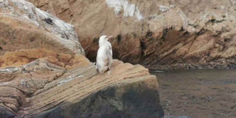 Descubren un pingüino blanco en las Islas Galápagos
