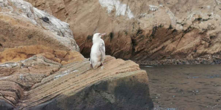 Descubren un pingüino blanco en las Islas Galápagos