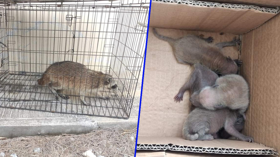 Rescatan a mapache y sus crías en Reynosa